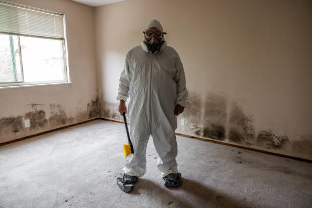 Professional Mold Removal in Danielson, CT