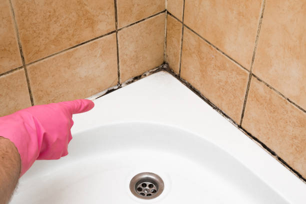 Best Local Mold Removal Service  in Danielson, CT